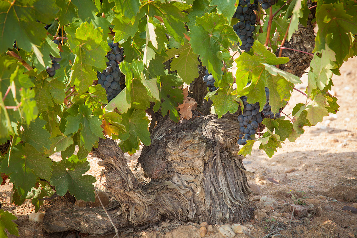 Viñedos