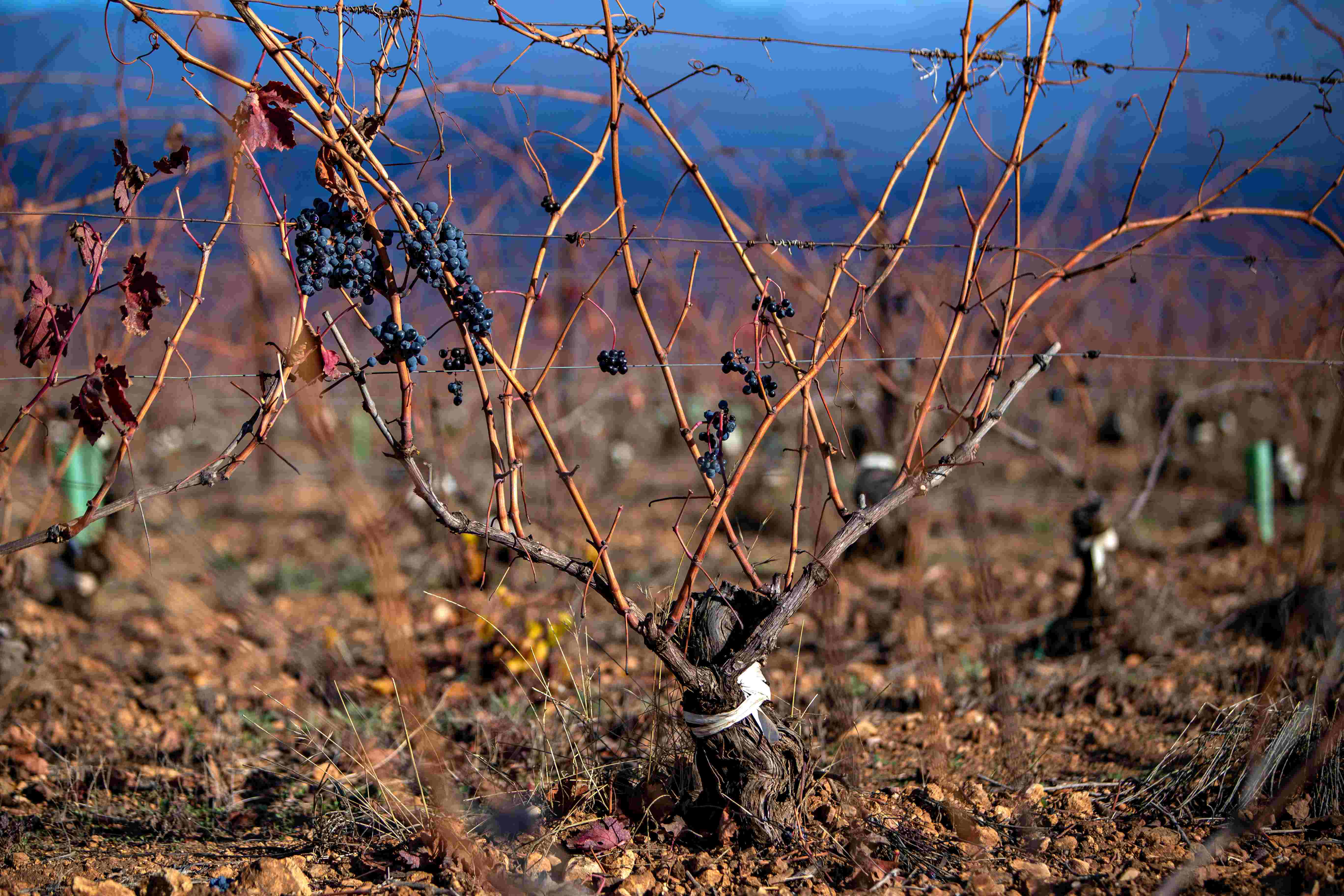 Marqués de Riscal prolongs the life of its vines thanks to a revolutionary system of rejuvenation 